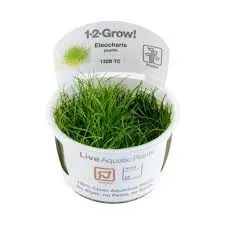 Eleocharis pusilla Mini 1-2 Grow Tropica