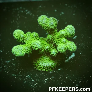 Dark Green - Stylophora sp.