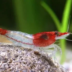Camarão Rili Red - Neocaridina heteropoda