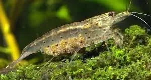 Caridina Japonica - Caridina multidentata