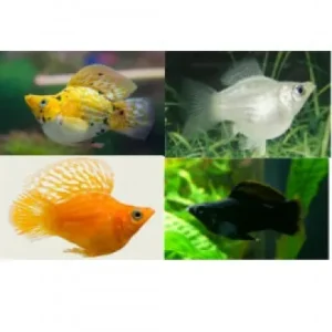 Molly Balão - Poecilia latipinna