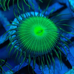 NCF Nuclear Palythoa