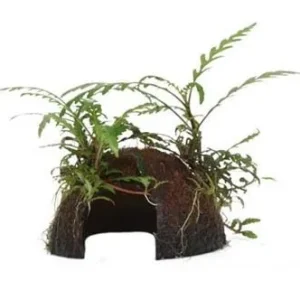 Hygrophila pinnatifida Coco Tropica