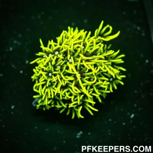 NCF GSP Neon Green - Pachyclavularia spp.