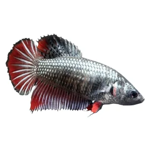 Betta Fêmea - Betta splendens