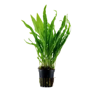 Microsorum pteropus'Narrow' pot Tropica