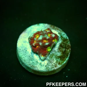 Jason Fox Toro Bravo Favites