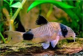 Corydoras  panda