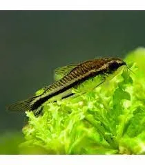 Corydoras pygmaeus – Corydora pigmeu