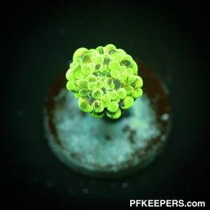 Euphyllia paraancora (Two Tone)