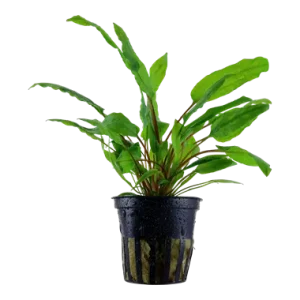 Cryptocoryne wendtii Vaso, Tropica