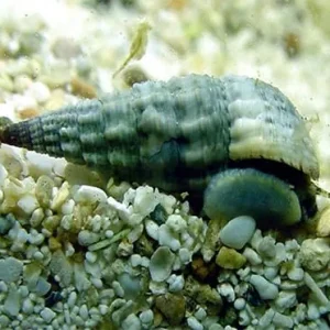 Cerith Snail - Cerithum spp.