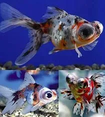 Dragon Warrior Zoanthid