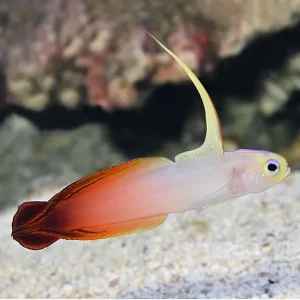 Firefish Goby - Nemateleotris magnifica