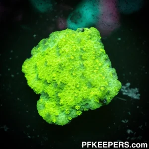 Hollywood Stunner Chalice - Echinopora lamellosa