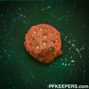 Strawberry Favites Pentagona