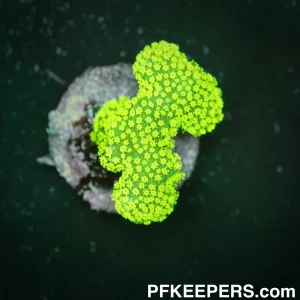 Ultra Neon Green - Stylophora sp.