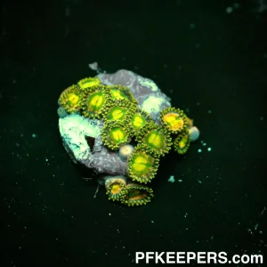 Yellow Dragon Eye Zoanthid