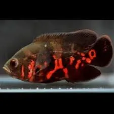 Oscar Tigre Vermelho 3.5-4cm Astronotus ocellatus