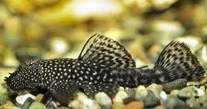 Ancistrus spp. (3-4cm)