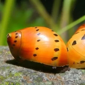 Neritina Pintas Vermelha - Neritina semiconica