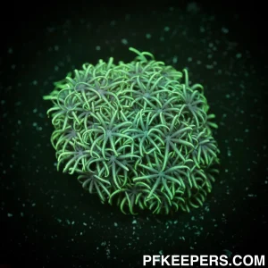 NCF GSP Green Grey Center -Pachyclavularia spp.