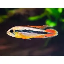 Apistogramma Agassizii Double Red