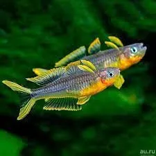 Popondeta furcata - Pseudomugil furcatus