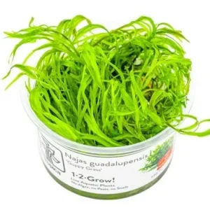 Najas guadalupensis 'Guppy Grass'