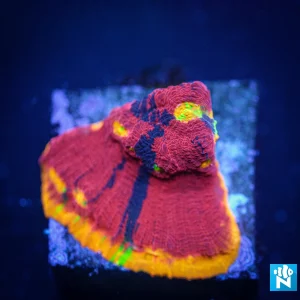 Green Apples Zoanthid