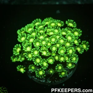 Green Alveopora spp.