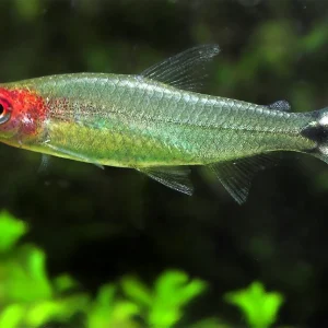 Tetra Nariz de Bêbado - Hemigrammus bleheri