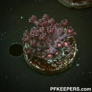 Pink Center Goniopora sp.