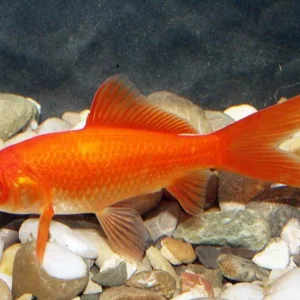 Cometa Vermelho 4-7cm - Carassius auratus