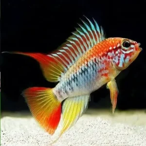 Apistogramma viejita