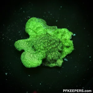 Green Pavona sp.