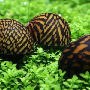 Neritina Tigre - Neritina natalensis