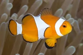 Peixe Palhaço Comum - Amphiprion ocellaris