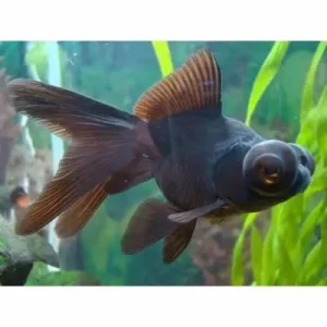 Telescopio Negro 5-6cm -Carassius auratus