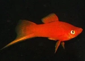 Espada Sortido - Xiphophorus helleri