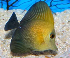 Brown Sailfin Tang  - Zebrasoma scopas