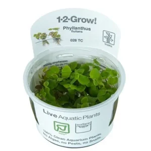Phyllanthus fluitans 1-2 Grow Tropica