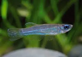 Peixe Olho de Lanterna -  Aplocheilichthys Normani