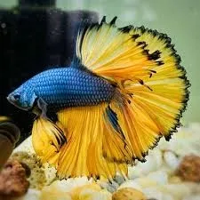 Betta Macho Halfmoon Classe A