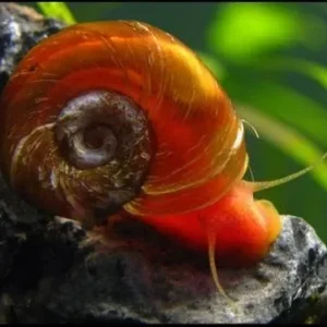 Planorbarius corneus - Caracól Planorbis