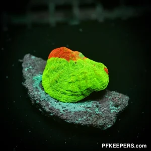 Scolymia Bleeding Apple