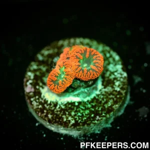 Blastomussa wellsi Red