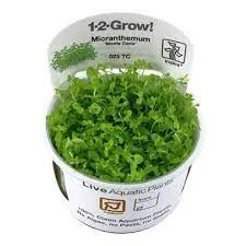 Micranthemum tweediei 'Monte Carlo' 1-2Grow Tropica