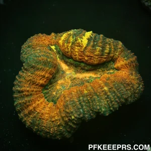 Gold Bar Lobophyllia