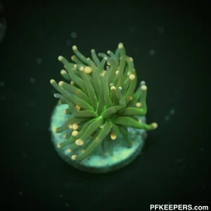 Orange Tip - Euphyllia glabrescens